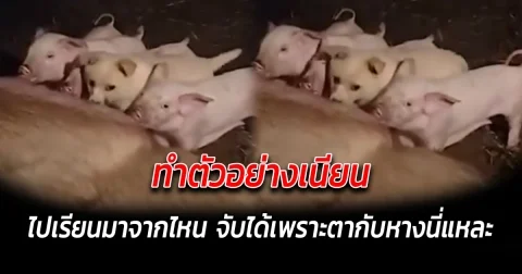 ทำตัวอย่างเนียน ไปเรียนมาจากไหน จับได้เพราะตากับหางนี่แหละ