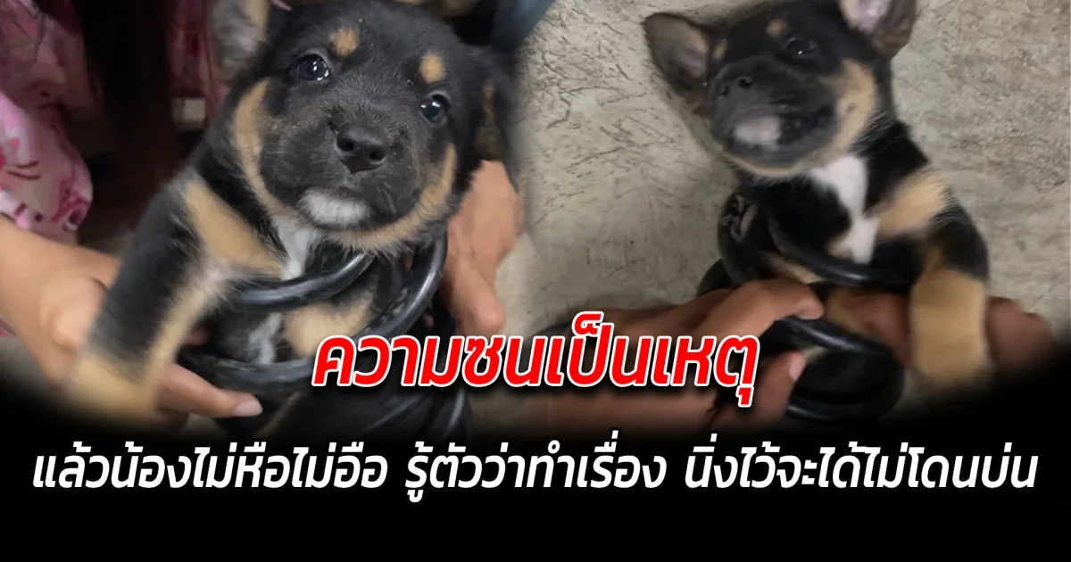 ความซนเป็นเหตุ แล้วน้องไม่หือไม่อือ รู้ตัวว่าทำเรื่อง นิ่งไว้จะได้ไม่โดนบ่น