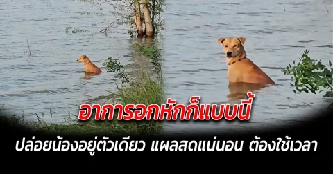 อาการอกหักก็แบบนี้ ปล่อยน้องอยู่ตัวเดียว ผ่านมาสดๆแน่นอน ต้องใช้เวลา