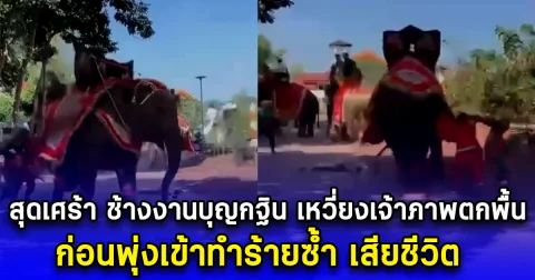 สุดเศร้า ช้างงานบุญกฐิน เหวี่ยงเจ้าภาพตกพื้น ก่อนพุ่งเข้าทำร้ายซ้ำ เสียชีวิต