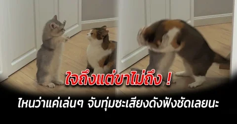 ใจถึงแต่ขาไม่ถึง ไหนว่าแค่เล่นๆ จับทุ่มซะเสียงดังฟังชัดเลยนะ
