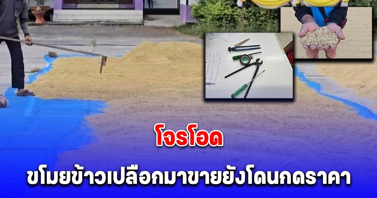 โจรโอด ขโมยข้าวเปลือกมาขายยังโดนกดราคา