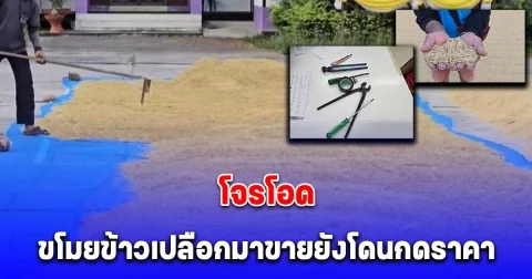 โจรโอด ขโมยข้าวเปลือกมาขายยังโดนกดราคา