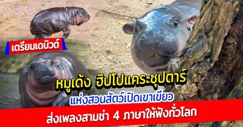 หมูเด้ง ฮิปโปแคระ ซุปตาร์แห่งสวนสัตว์เปิดเขาเขียว ล่าสุด เดบิวต์ ส่งเพลงสามช่า 4 ภาษาให้ฟังทั่วโลก