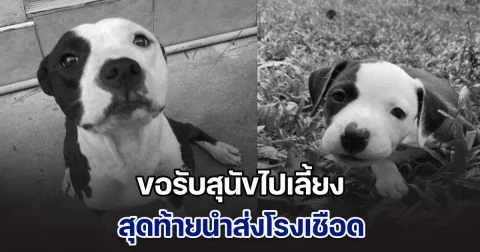 สะเทือนใจคนรักสัตว์ หนุ่มอาข่าที่เชียงราย ขอรับสุนัขไปเลี้ยง สุดท้ายนำส่งโรงเชือด