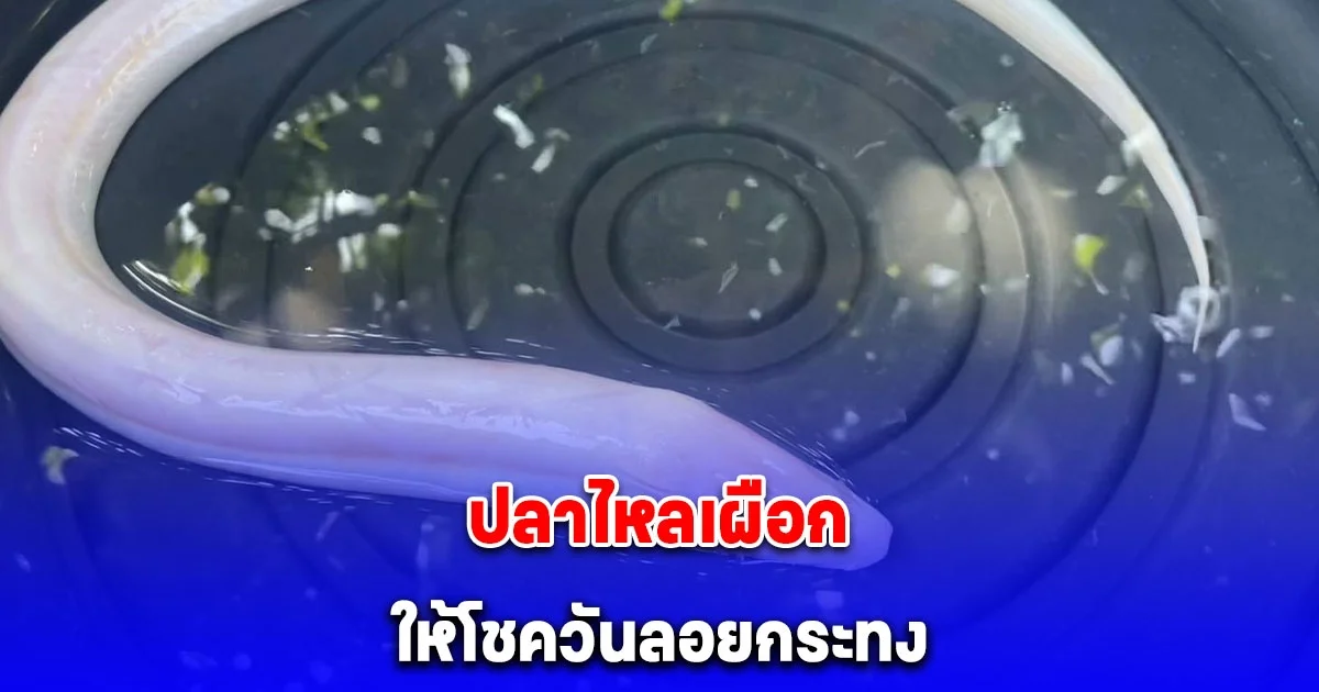 หนุ่มตกเบ็ดได้ปลาไหลเผือก เชื่อให้โชควันลอยกระทง