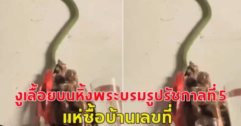 ฮือฮา! งูเลื้อยบนหิ้งพระบรมรูปรัชกาลที่ 5 ชาวเน็ตพากันแห่ถามหาเลขที่บ้าน