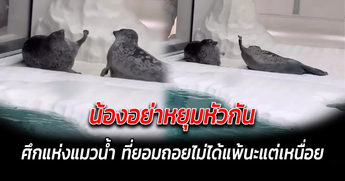 น้องอย่าหยุมหัวกัน ศึกแห่งแมวน้ำ ที่ยอมถอยไม่ได้แพ้นะแต่เหนื่อย