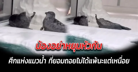 น้องอย่าหยุมหัวกัน ศึกแห่งแมวน้ำ ที่ยอมถอยไม่ได้แพ้นะแต่เหนื่อย