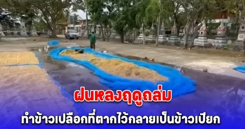 ชาวนาโอดตากข้าวไว้ ฝนหลงฤดูถล่ม ทำข้าวเปลือกที่ตากไว้กลายเป็นข้าวเปียกในพริบตา