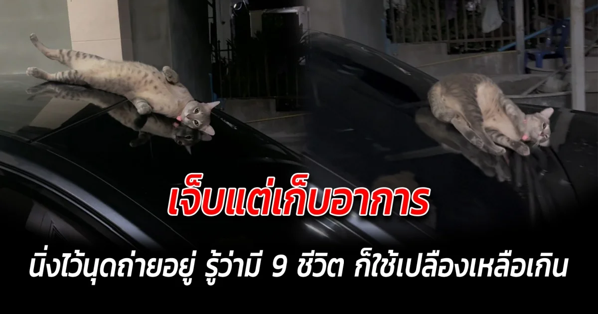 เจ็บแต่เก็บอาการ นิ่งไว้นุดถ่ายอยู่ รู้ว่ามี 9 ชีวิต ก็ใช้เปลืองเหลือเกิน