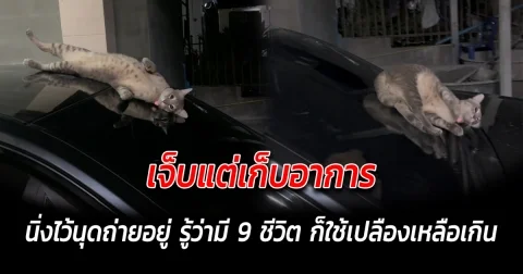 เจ็บแต่เก็บอาการ นิ่งไว้นุดถ่ายอยู่ รู้ว่ามี 9 ชีวิต ก็ใช้เปลืองเหลือเกิน