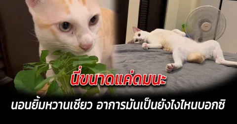นี่ขนาดแค่ดมนะ นอนยิ้มหวานเชียว อาการมันเป็นยังไงไหนบอกซิ