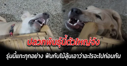 ปลวกพันธุ์นี้ตัวใหญ่จัง รุ่นนี้แทะทุกอย่าง ฟันกับไม้ลุ้นเอาว่าอะไรจะไปก่อนกัน