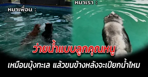 ว่ายน้ำแบบลูกคุณหนู เหมือนบุ้งทะเล แล้วขนข้างหลังจะเปียกน้ำไหม