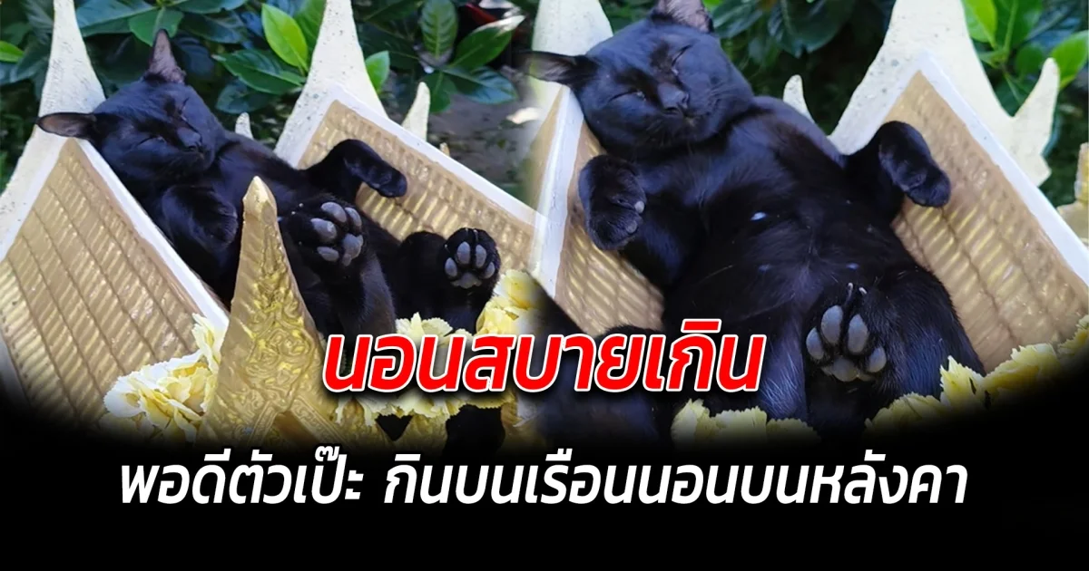 นอนสบายเกิน พอดีตัวเป๊ะ กินบนเรือนนอนบนหลังคา