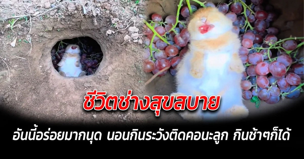 ชีวิตช่างสุขสบาย อันนี้อร่อยมากนุด นอนกินระวังติดคอนะลูก กินช้าๆก็ได้