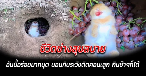 ชีวิตช่างสุขสบาย อันนี้อร่อยมากนุด นอนกินระวังติดคอนะลูก กินช้าๆก็ได้