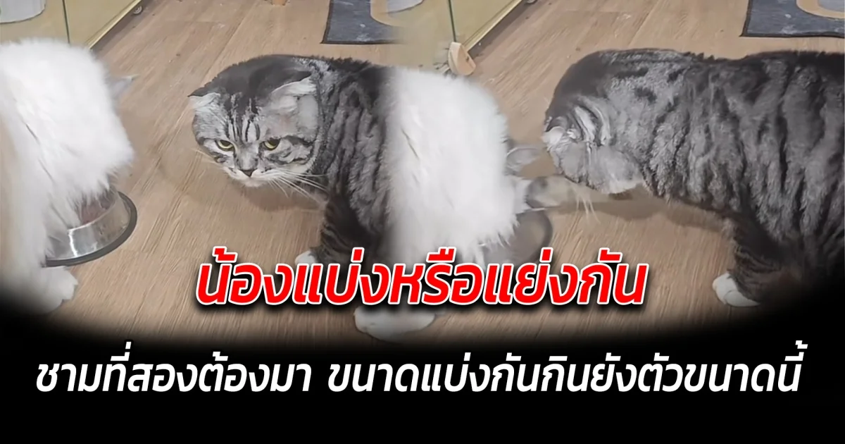 น้องแบ่งหรือแย่งกัน ชามที่สองต้องมา ขนาดแบ่งกันกินยังตัวขนาดนี้