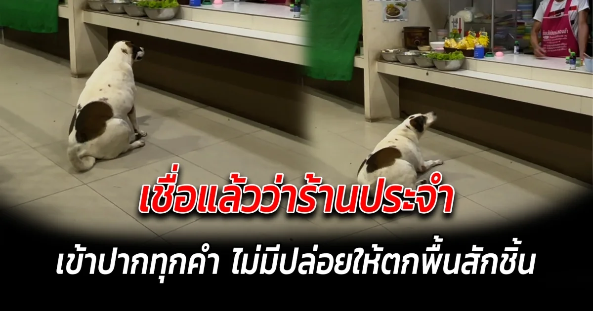 เชื่อแล้วว่าร้านประจำ เข้าปากทุกคำ ไม่มีปล่อยให้ตกพื้นสักชิ้น