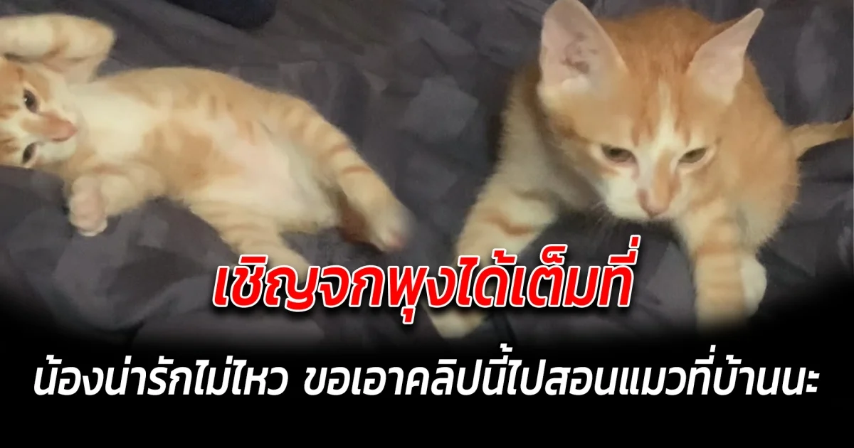 เชิญจกพุงได้เต็มที่ น้องน่ารักไม่ไหว ขอเอาคลิปนี้ไปสอนแมวที่บ้านนะ