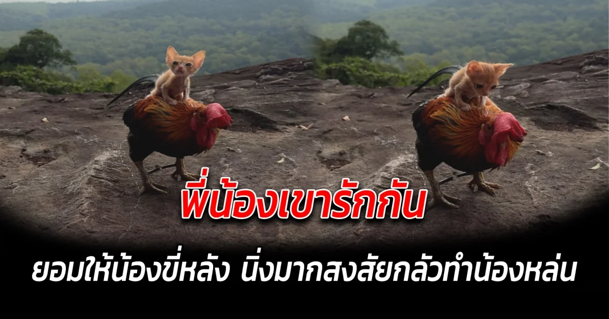 พี่น้องเขารักกัน ยอมให้น้องขี่หลัง นิ่งมากสงสัยกลัวทำน้องหล่น