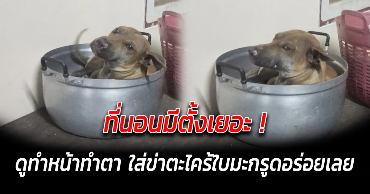 ที่นอนมีตั้งเยอะ ดูทำหน้าทำตา ใส่ข่าตะไคร้ใบมะกรูดอร่อยเลย