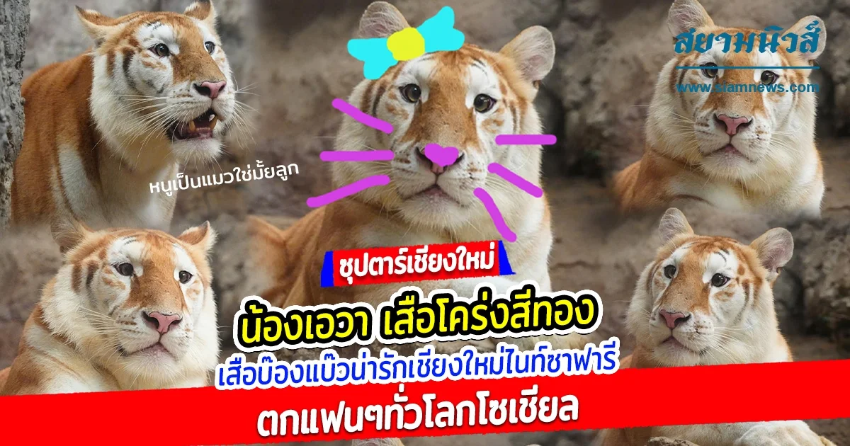 ซุปตาร์เชียงใหม่ เอวา เสือโคร่งสีทอง เสือบ๊องแบ๊วน่ารักเชียงใหม่ไนท์ซาฟารี ตกแฟนๆทั่วโลกโซเชียล