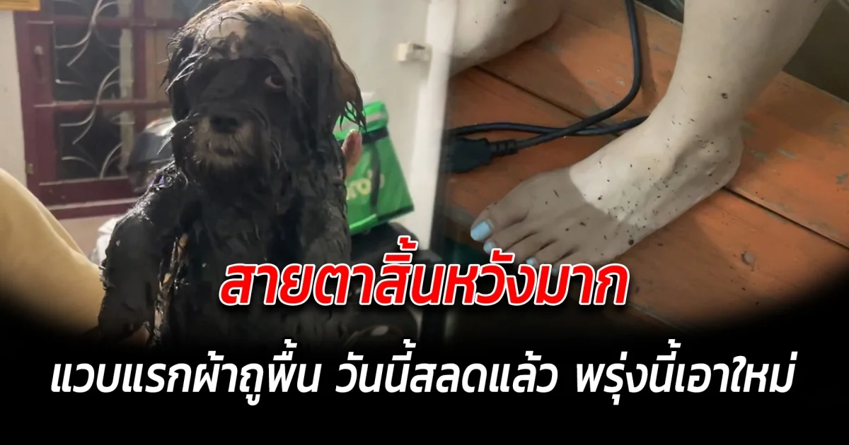 สายตาสิ้นหวังมาก แวบแรกผ้าถูพื้น วันนี้สลดแล้ว พรุ่งนี้เอาใหม่