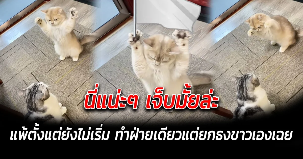 นี่แน่ะๆ เจ็บมั้ยล่ะ แพ้ตั้งแต่ยังไม่เริ่ม ทำฝ่ายเดียวแต่ยกธงขาวซะงั้น