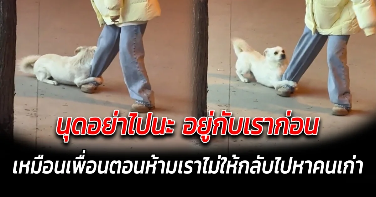 นุดอย่าไปนะ อยู่กับเราก่อน หรือไม่ก็พาเราไปอยู่ด้วยเลย