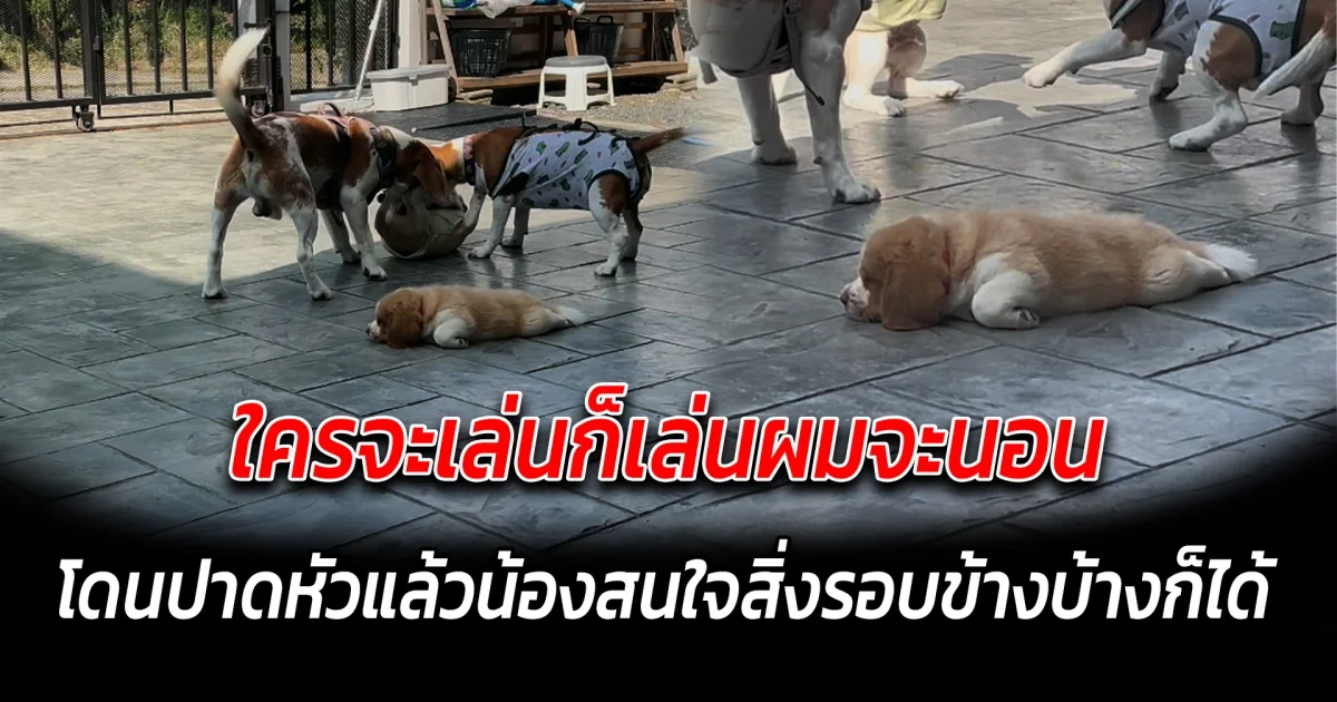 ใครจะเล่นก็เล่น ผมจะนอน น้องสนใจสิ่งรอบข้างบ้างก็ได้