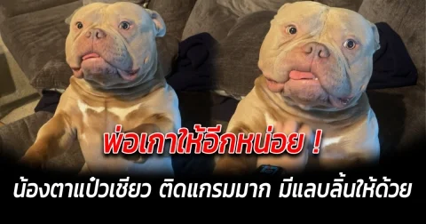 พ่อเกาให้อีกหน่อย น้องตาแป๋วเชียว ติดแกรมมากมีแลบลิ้นให้ด้วย