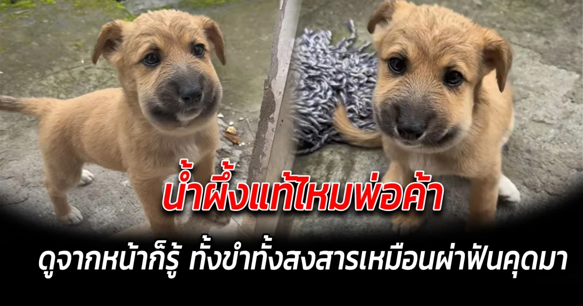 น้ำผึ้งแท้ไหมพ่อค้า ดูจากหน้าก็รู้ ทั้งขำทั้งสงสารเหมือนผ่าฟันคุดมา