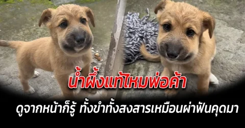 น้ำผึ้งแท้ไหมพ่อค้า ดูจากหน้าก็รู้ ทั้งขำทั้งสงสารเหมือนผ่าฟันคุดมา