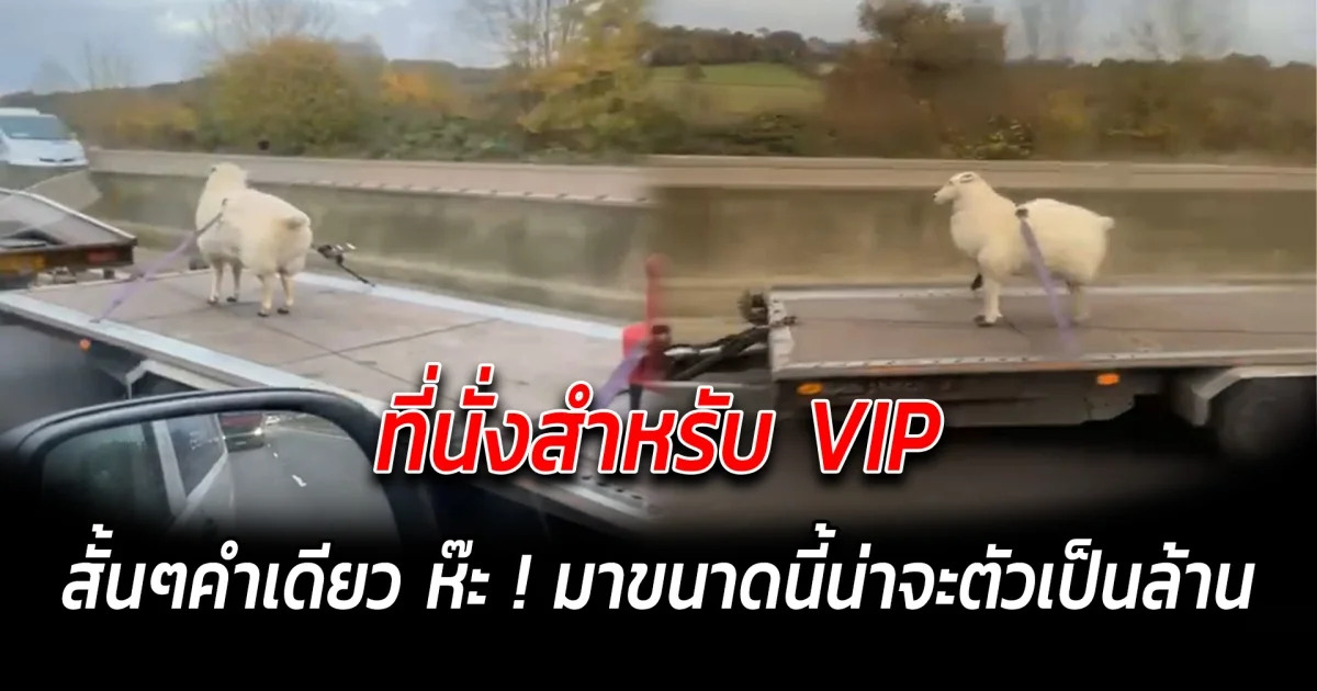ที่นั่งสำหรับ VIP สั้นๆคำเดียว ห๊ะ มาขนาดนี้น่าจะตัวเป็นล้าน