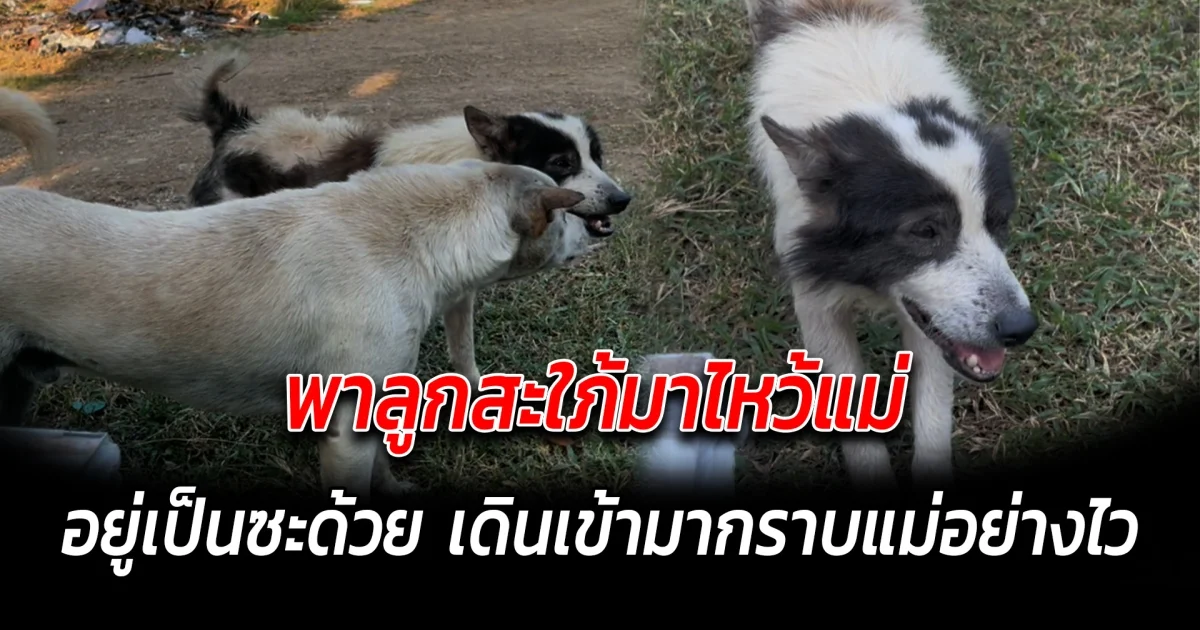 พาลูกสะใภ้มาไหว้แม่ อยู่เป็นซะด้วย เดินเข้ามากราบแม่อย่างไว