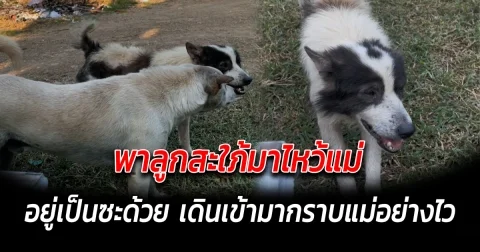 พาลูกสะใภ้มาไหว้แม่ อยู่เป็นซะด้วย เดินเข้ามากราบแม่อย่างไว
