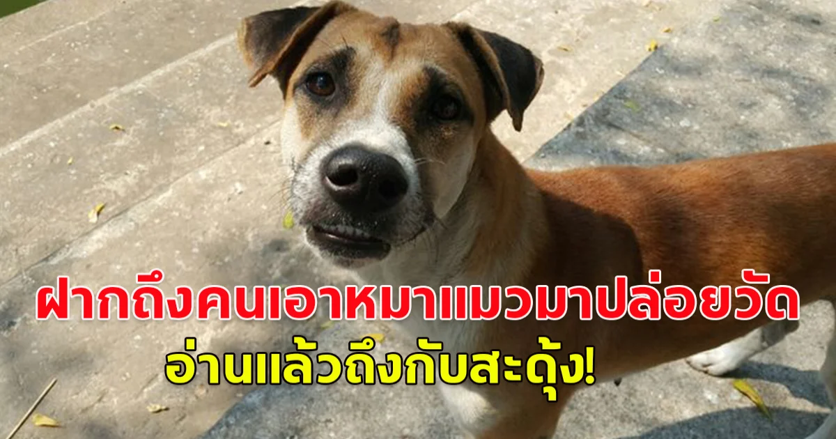 หลวงพี่ฝากข้อความถึงคนที่นำหมา-แมว มาปล่อยวัด