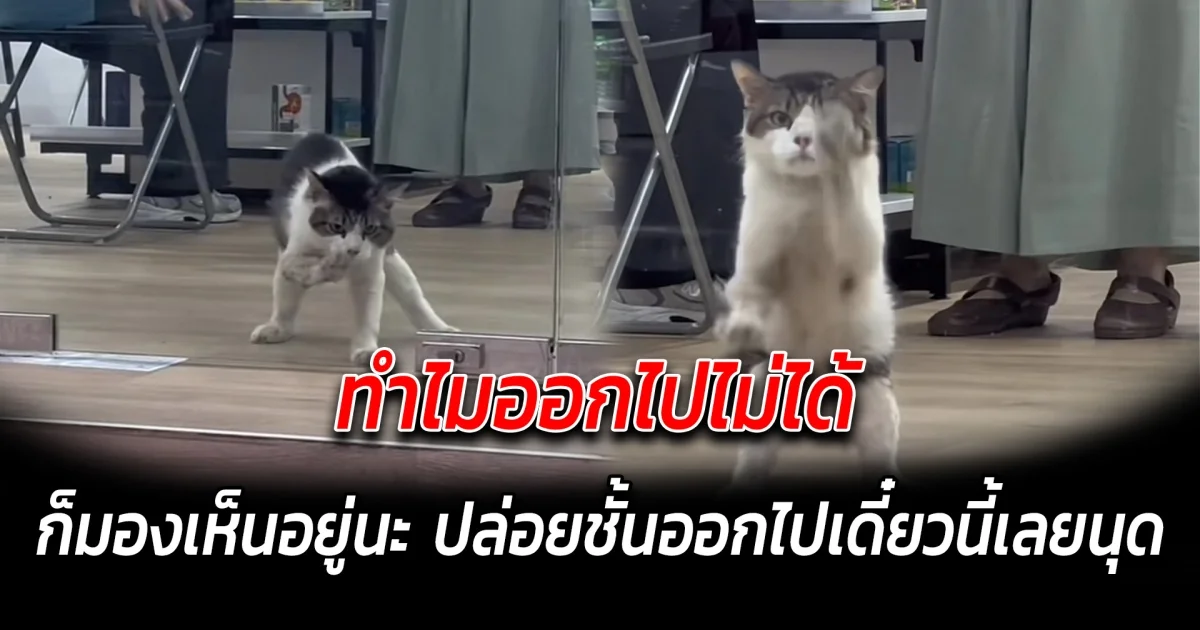 ทำไมออกไปไม่ได้ ก็มองเห็นอยู่นะ ปล่อยชั้นออกไปเดี๋ยวนี้เลยนุด