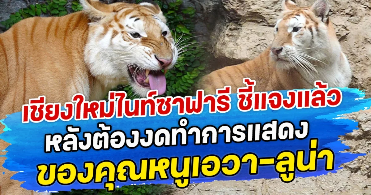 เชียงใหม่ไนท์ซาฟารี ชี้แจงแล้ว หลังต้องงดทำการแสดง ของคุณหนูเอวา-ลูน่า