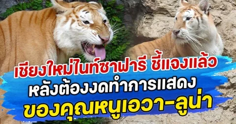 เชียงใหม่ไนท์ซาฟารี ชี้แจงแล้ว หลังต้องงดทำการแสดง ของคุณหนูเอวา-ลูน่า