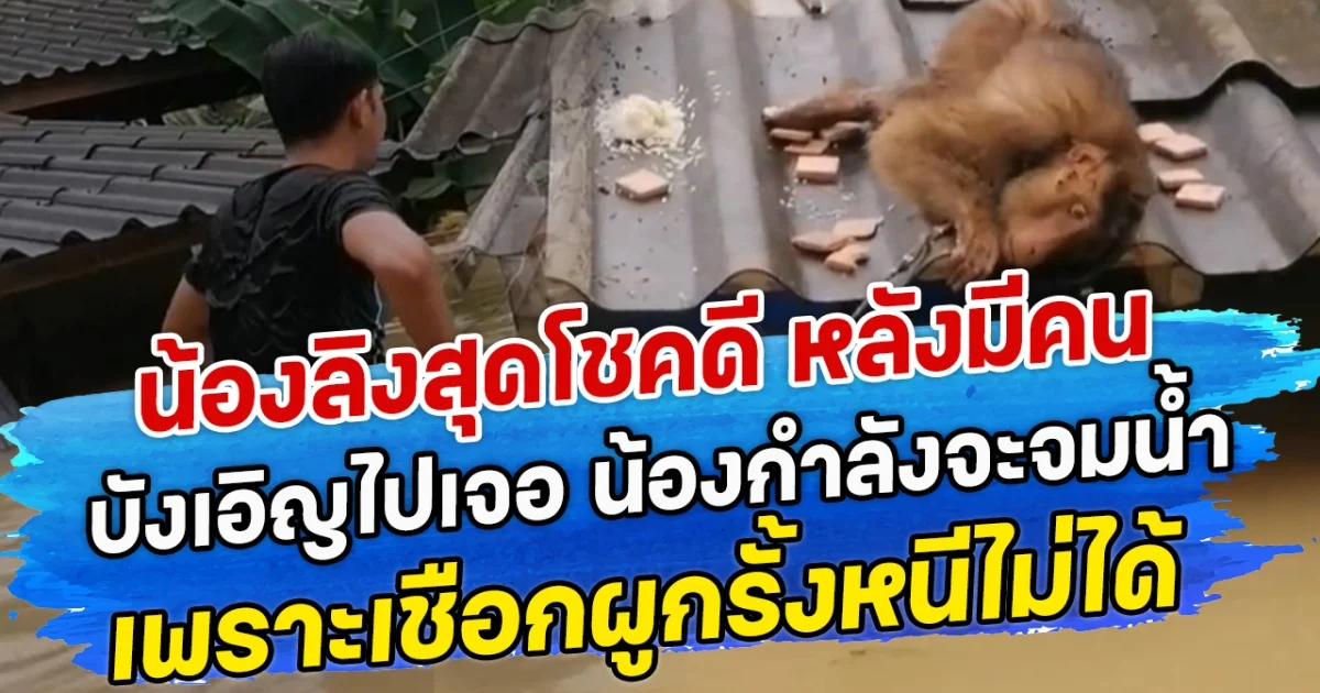 น้องลิงสุดโชคดี หลังมีคนบังเอิญไปเจอ น้องกำลังจะจมน้ำ เพราะเชือกผูกรั้งหนีไม่ได้