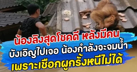 น้องลิงสุดโชคดี หลังมีคนบังเอิญไปเจอ น้องกำลังจะจมน้ำ เพราะเชือกผูกรั้งหนีไม่ได้