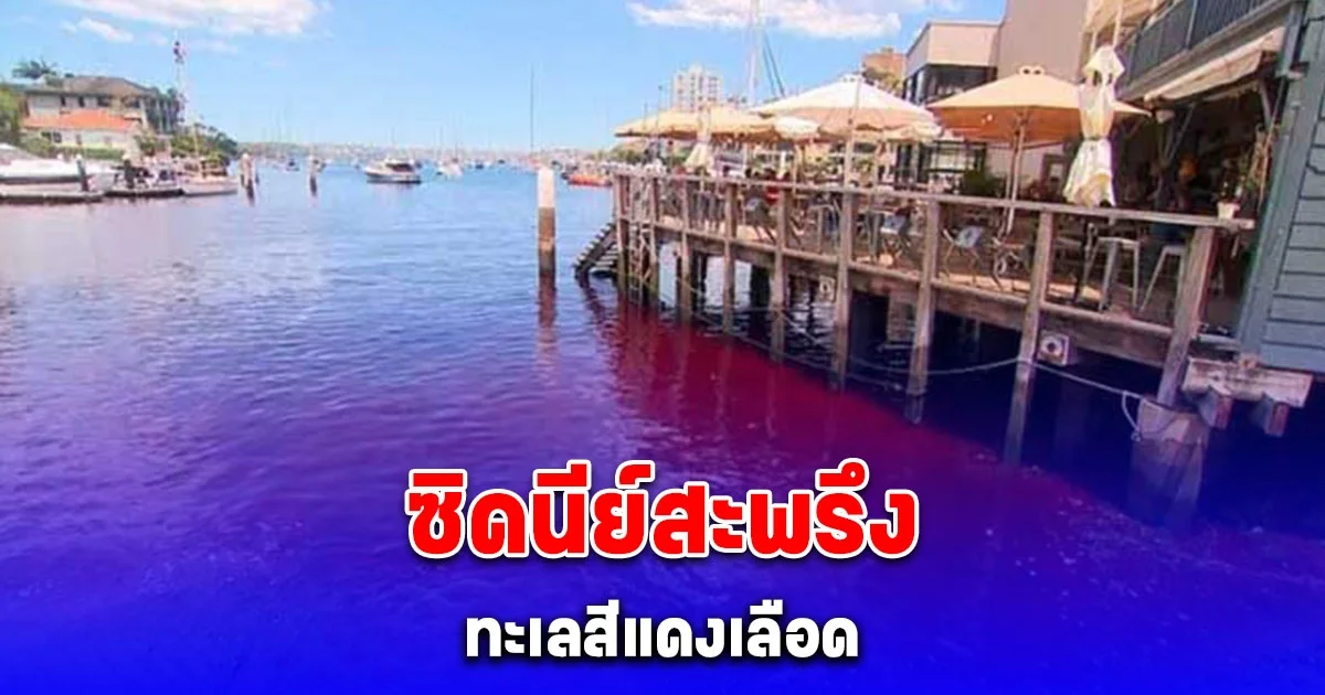 ซิดนีย์สะพรึง จู่ๆน้ำทะเลเปลี่ยนเป็นสีแดงเลือด