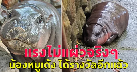 ไม่แผ่วจริงๆ ล่าสุด หมูเด้ง คว้ารางวัลอีกแล้ว