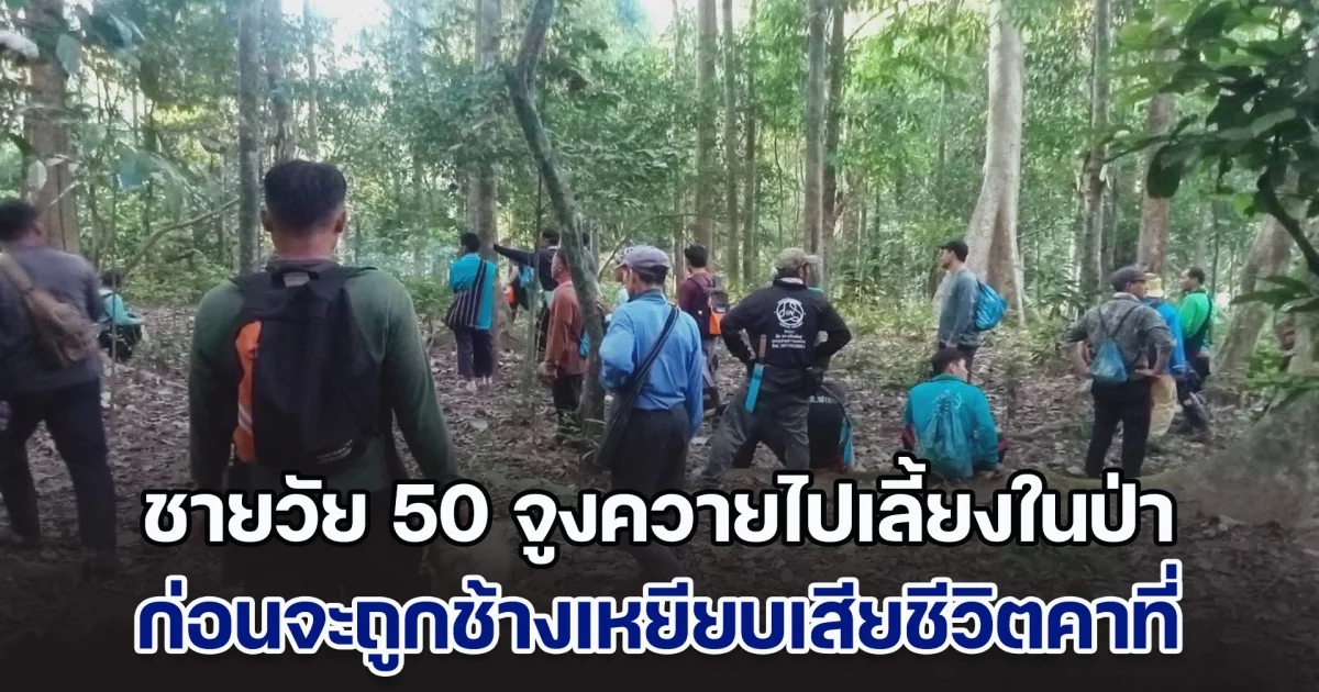 ชายวัย 50 จูงควายไปปล่อยเลี้ยงในป่า ก่อนจะถูกช้างเหยียบเสียชีวิตคาที่