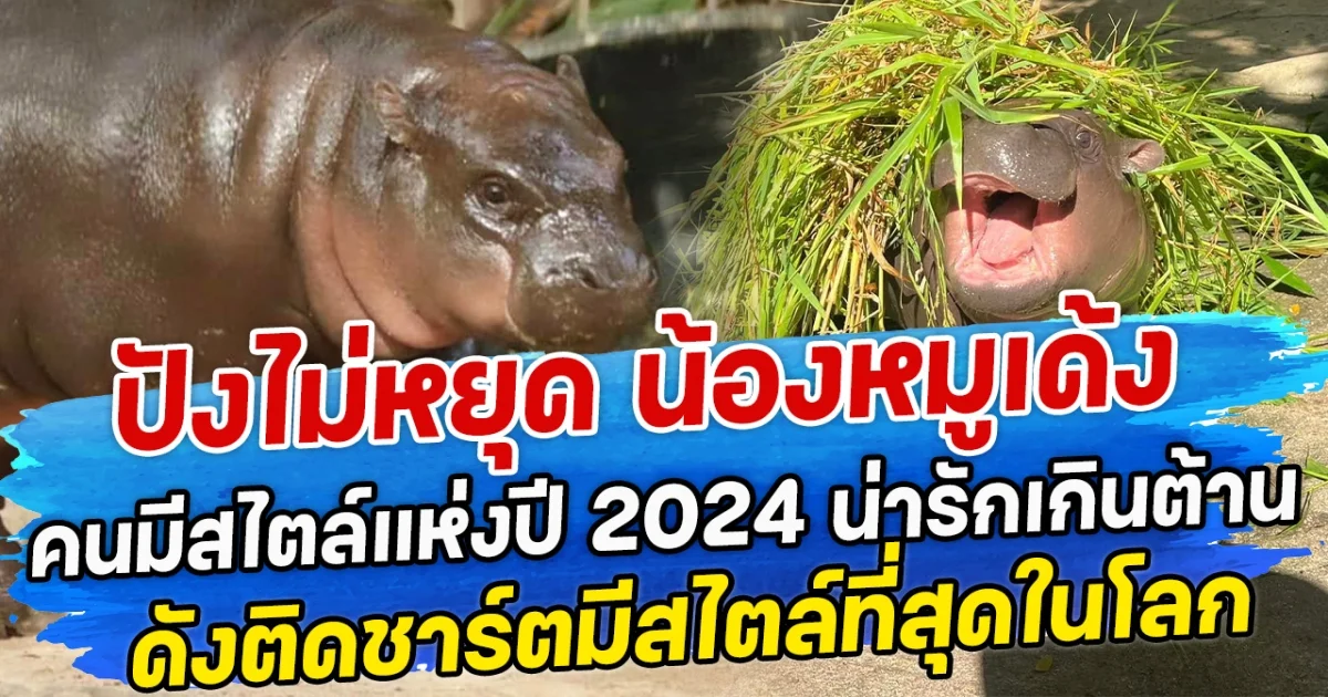 ปังไม่หยุด น้องหมูเด้ง คนมีสไตล์แห่งปี 2024 น่ารักเกินต้าน ดังติดชาร์ตมีสไตล์ที่สุดในโลก