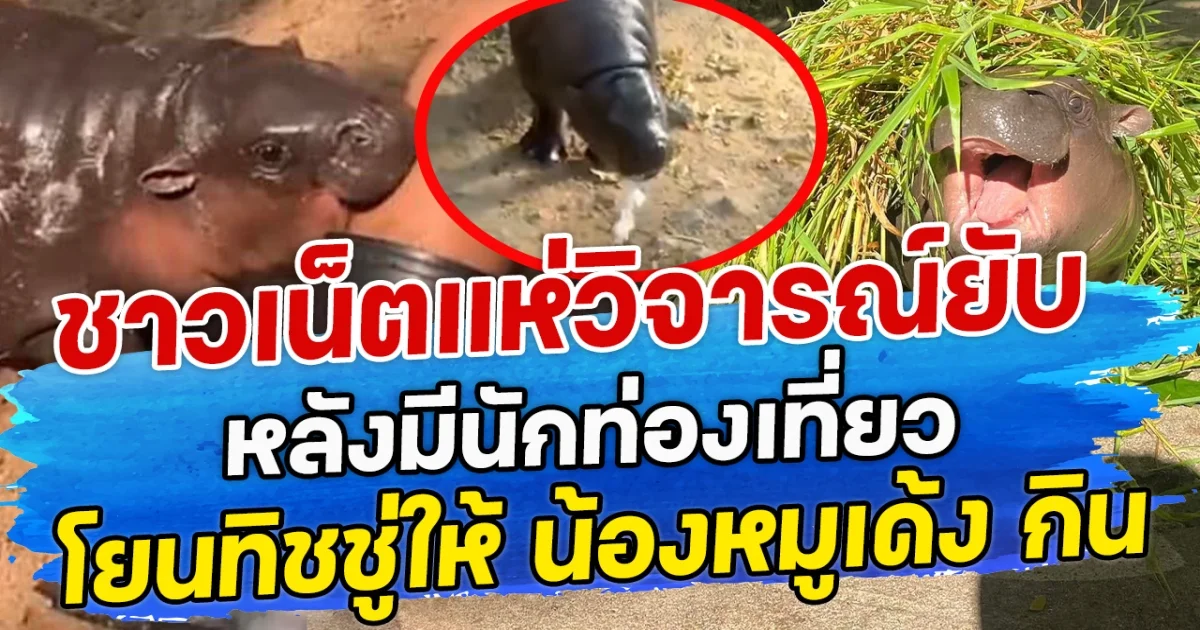 ชาวเน็ตแห่วิจารณ์ยับ หลังมีนักท่องเที่ยว โยนทิชชู่ให้ น้องหมูเด้ง กิน