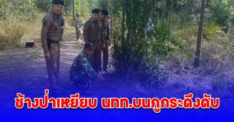 ช้างป่าเหยียบ นทท.บนภูกระดึงดับ ส่วนเพื่อนหนีรอด